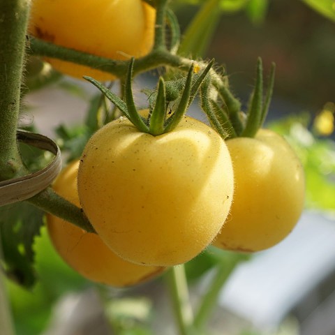tomate jardim de pessego.jpg